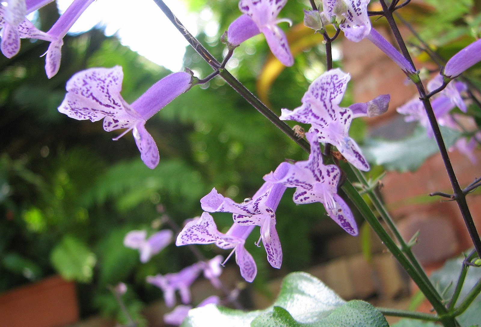 My Dry Tropics Garden: Plectranthus 'Mona Lavender'