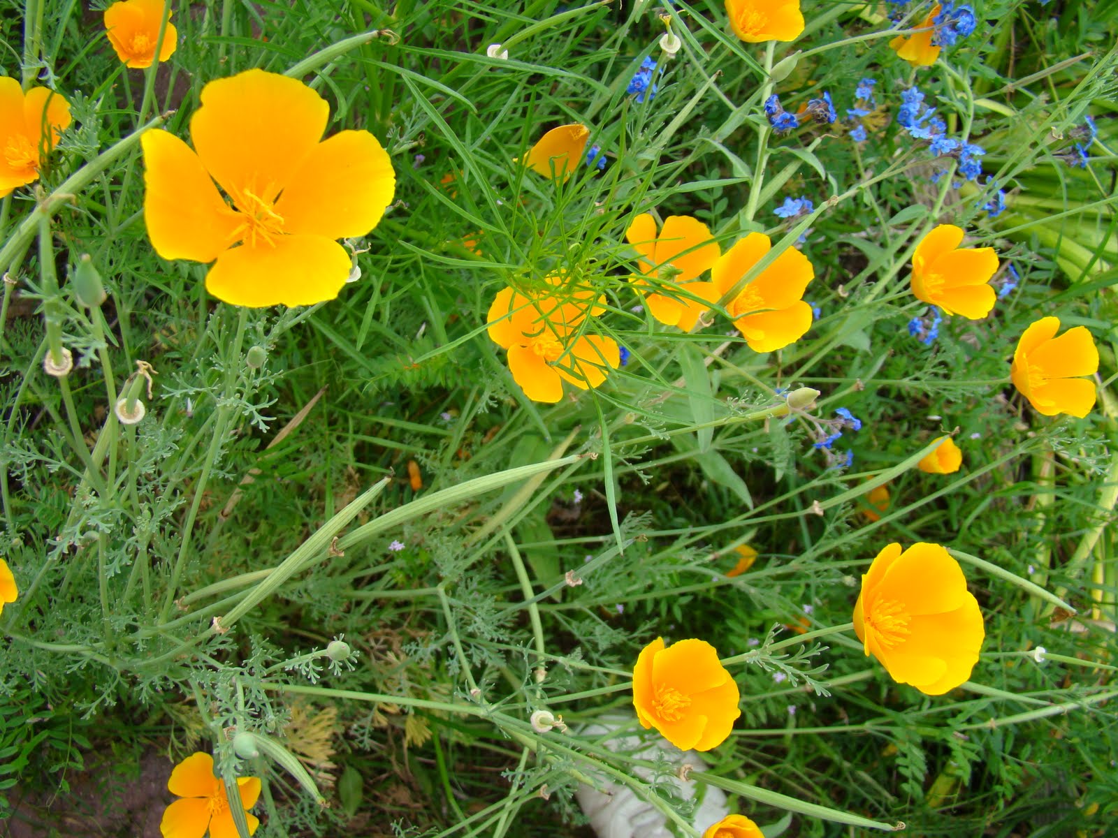 MYEVERYDAYLIFE: Yellow,orange and brown wild flowers