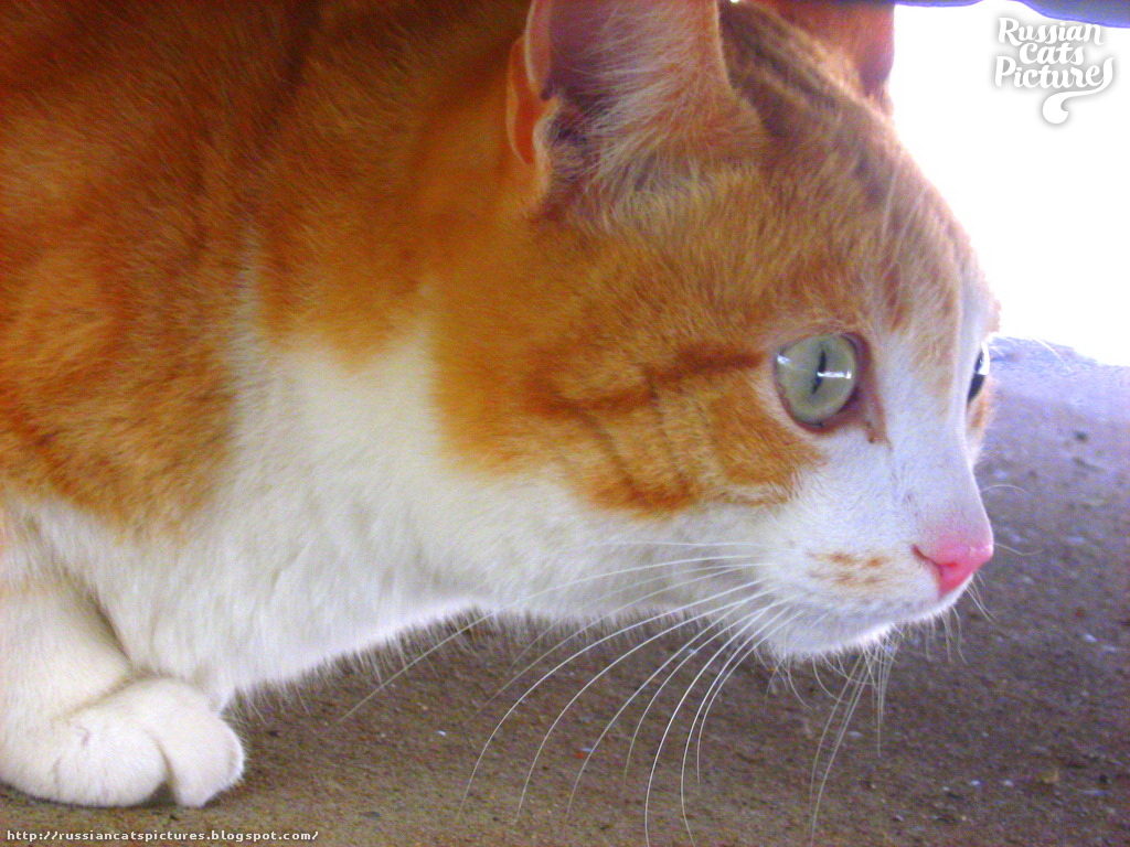Scarry Ginger Kitty — Russian Cats Pictures