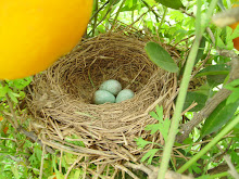 Ous de Merla, Blackbird eggs