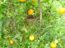 Navel Orange
