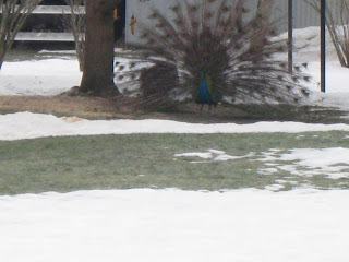 The peacock and its tail