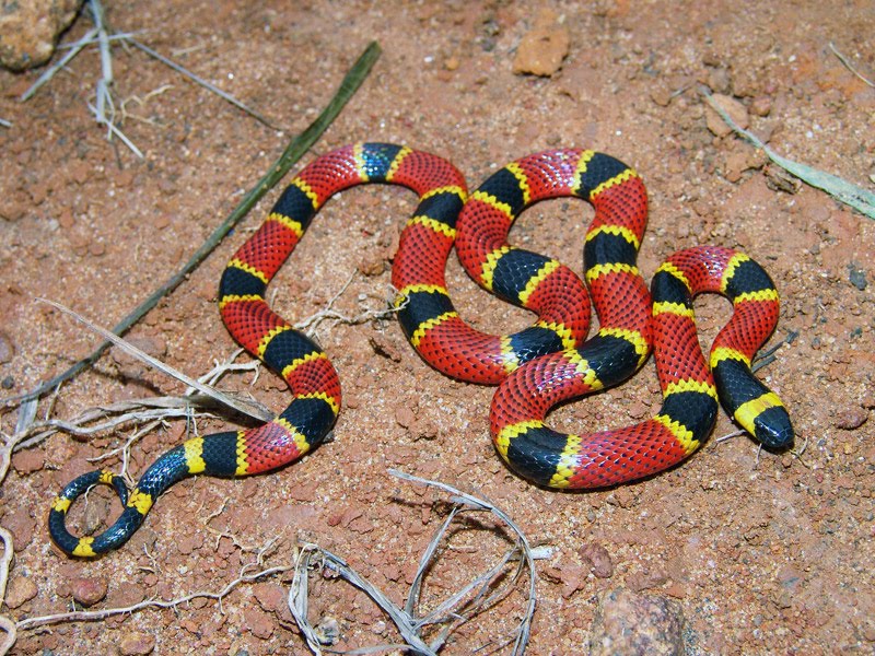 Cobracoralverdadeira Mundo da Biologia Cobracoralverdadeira Mundo da Biologia