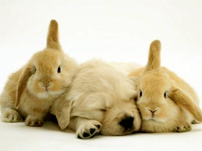 [Golden-Retriever-Puppy-Sleeping-Between-Two-Young-Sandy-Lop-Rabbits.jpg]