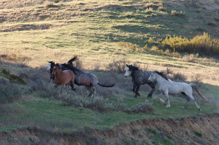 Four Stallion Fight