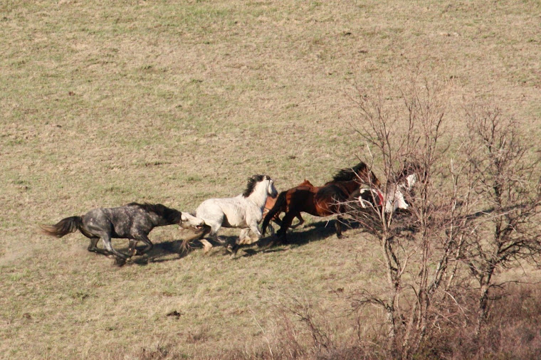 Four Stallion Fight