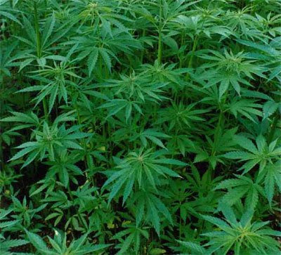 Plantas de Cannabis sativa, a partir de la cual se produce la Marihuana