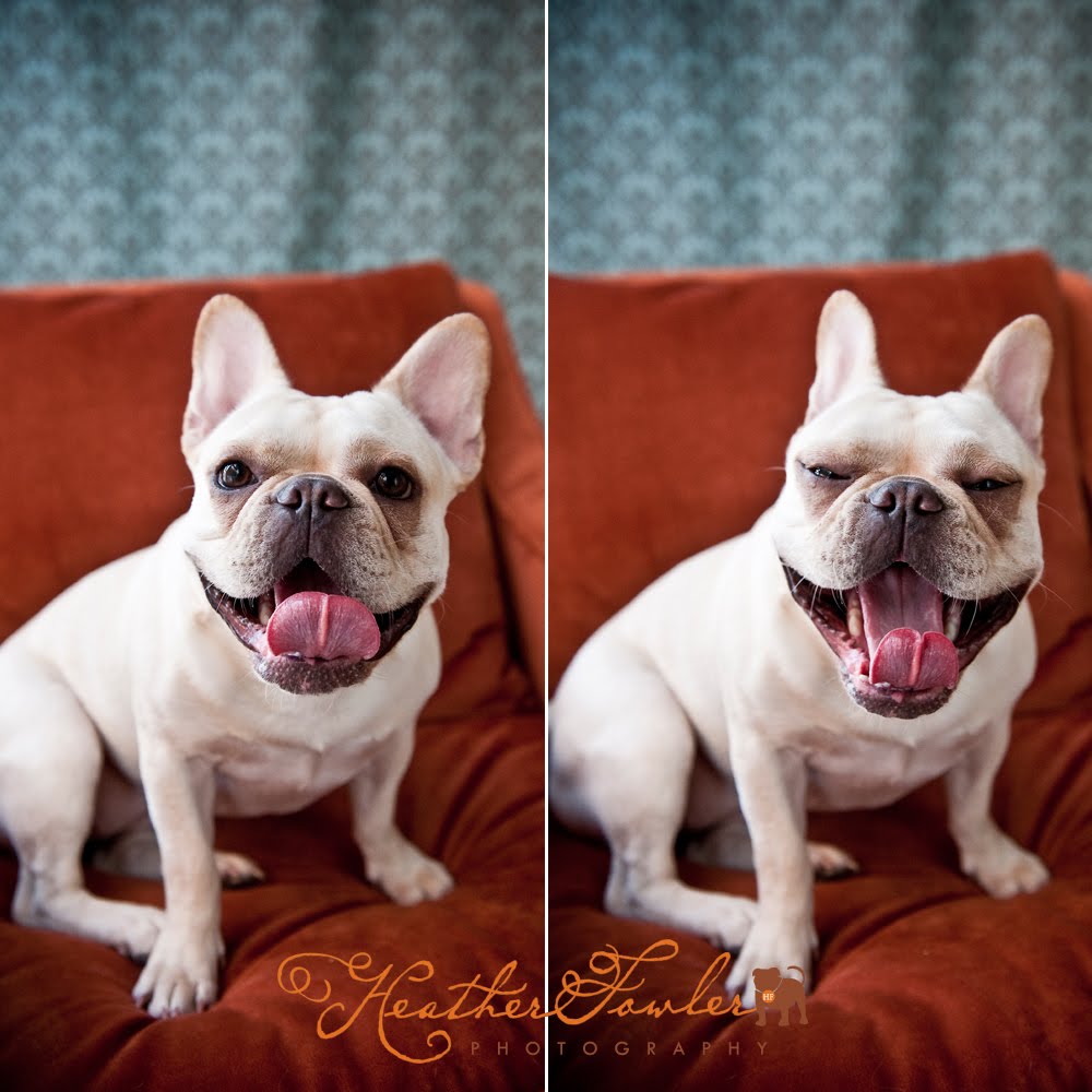 Heather Fowler Photography: Croissant the french bulldog