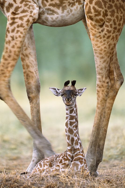[baby+giraffe.jpg]