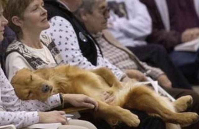 [sleepy+dog.jpg]