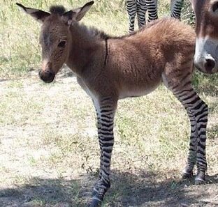 [zedonk+trimmed.jpg]