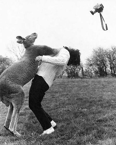 [Kangaroo+-+no+pictures.jpg]