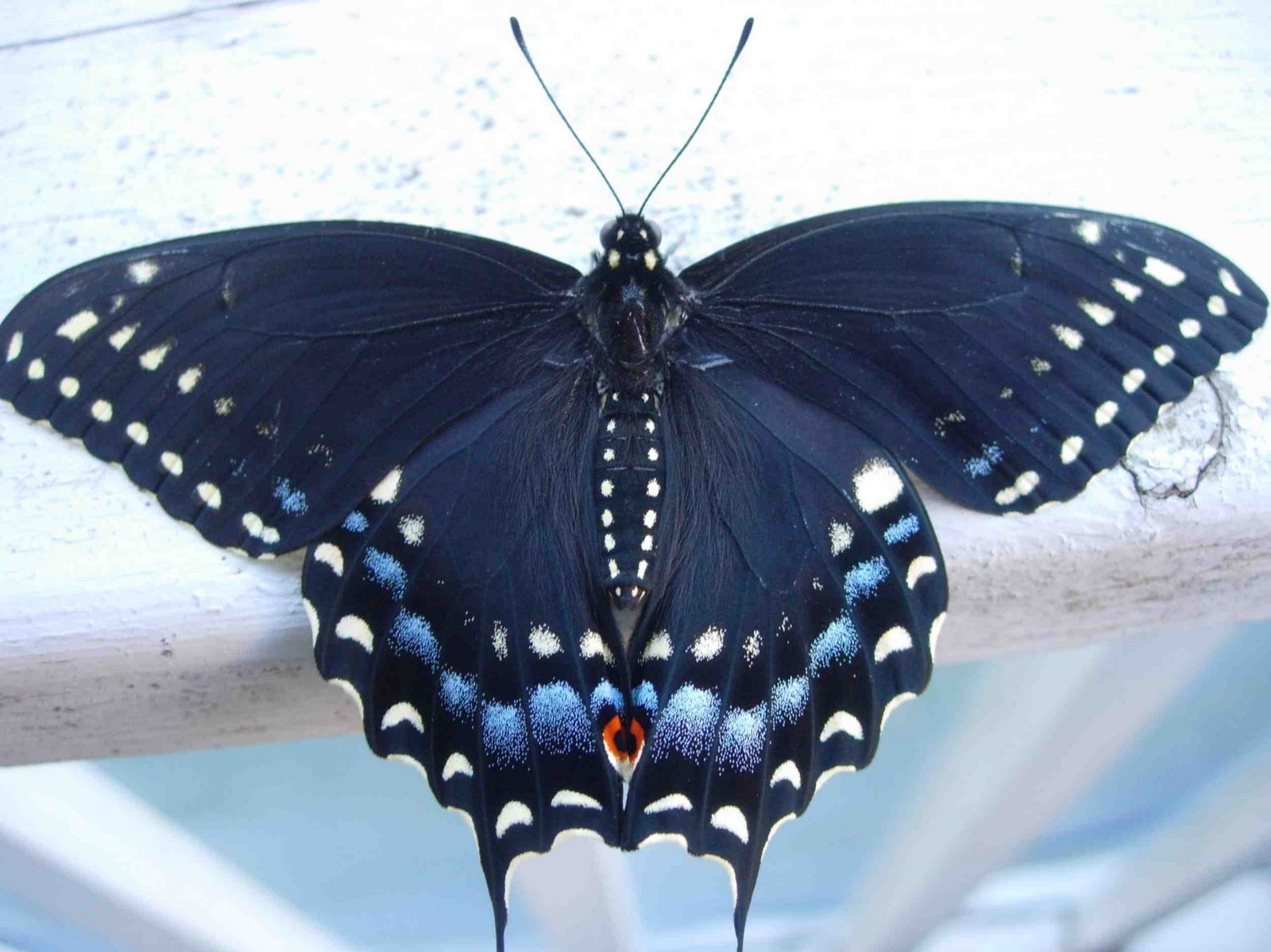 [Black+swallowtail+dorsum.jpg]