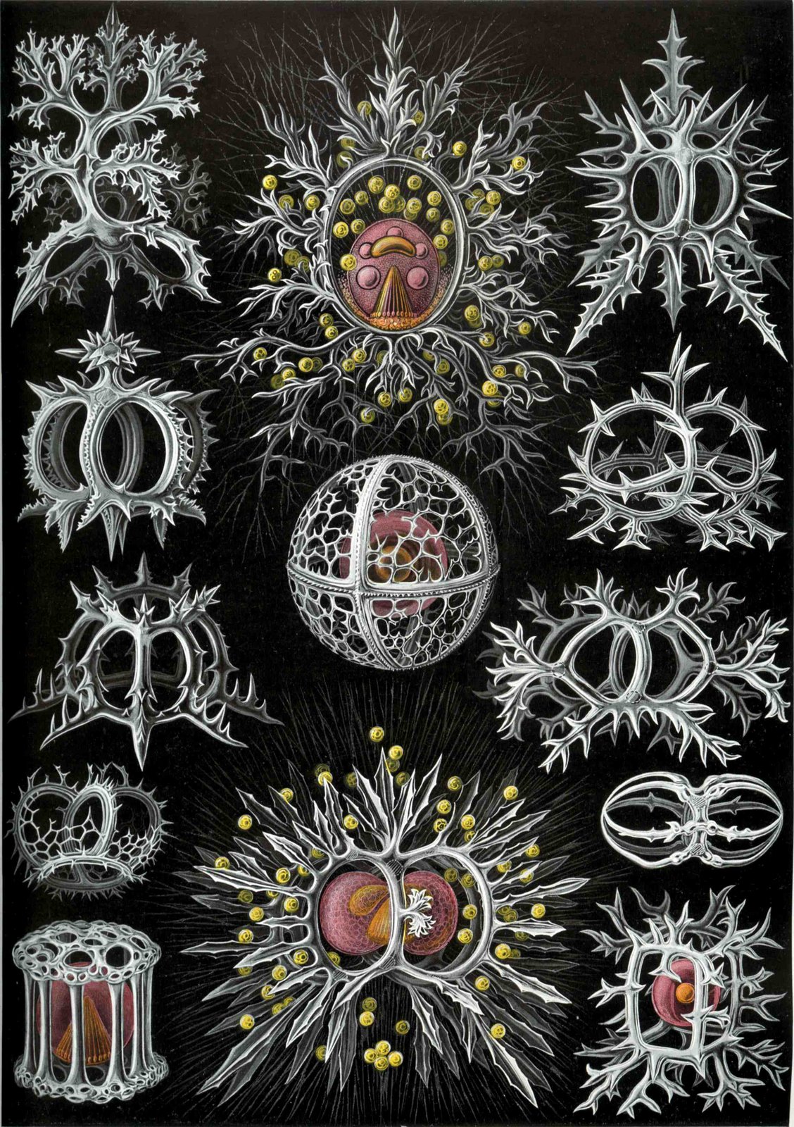 [Haeckel_Stephoidea.jpg]