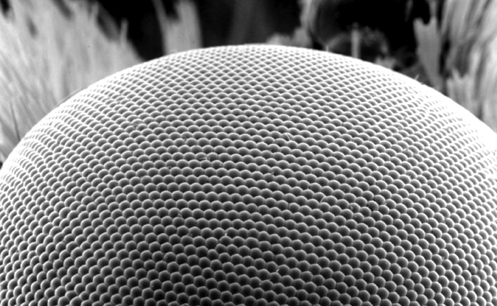 [SEM+of+moth's+eye.jpg]