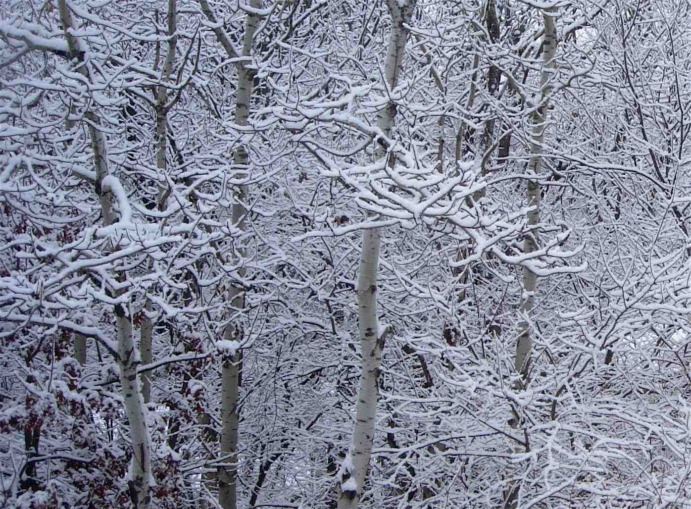 [snow+with+aspen+trunks.jpg]