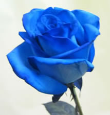 [blue+roses+bottom.jpg]