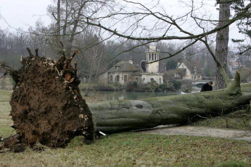 [Marie+Antoinettes+tree.jpg]