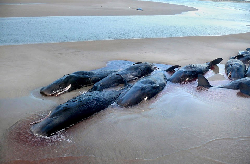 Массовое выбрасывание китов на берег. Спасение китов выбросившихся на берег. Мертвые дельфины на побережье черного моря. Дохлый дельфин черное море. Селфи с дельфином.