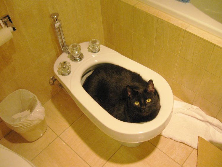 [bidet+cat.jpg]