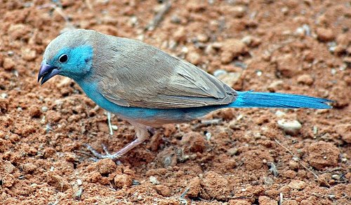 [blue+waxbill.jpg]