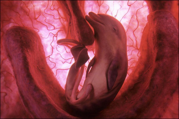 [womb+-+dolphin+fetus.jpg]
