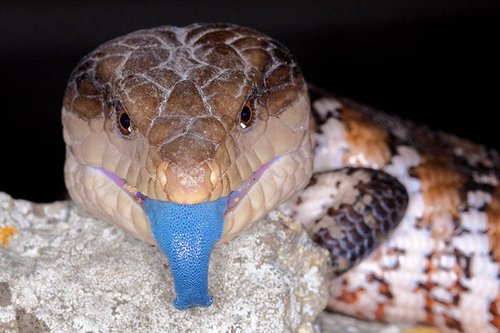 [blue-tongued+skink.jpg]