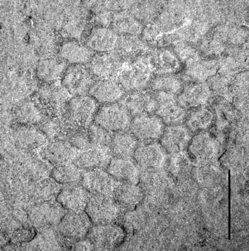 [Paleodictyon+bottom.jpg]