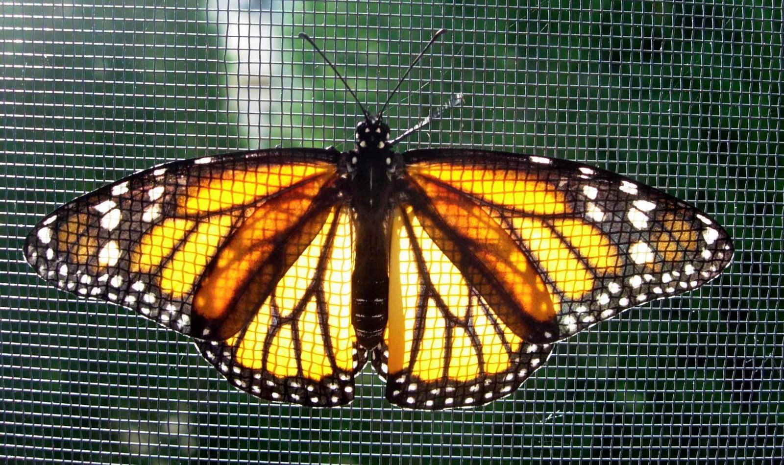 [backlit+Monarch.jpg]