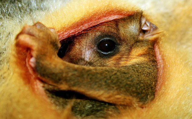 [A-brushtail-possum-joey-o-001.jpg]