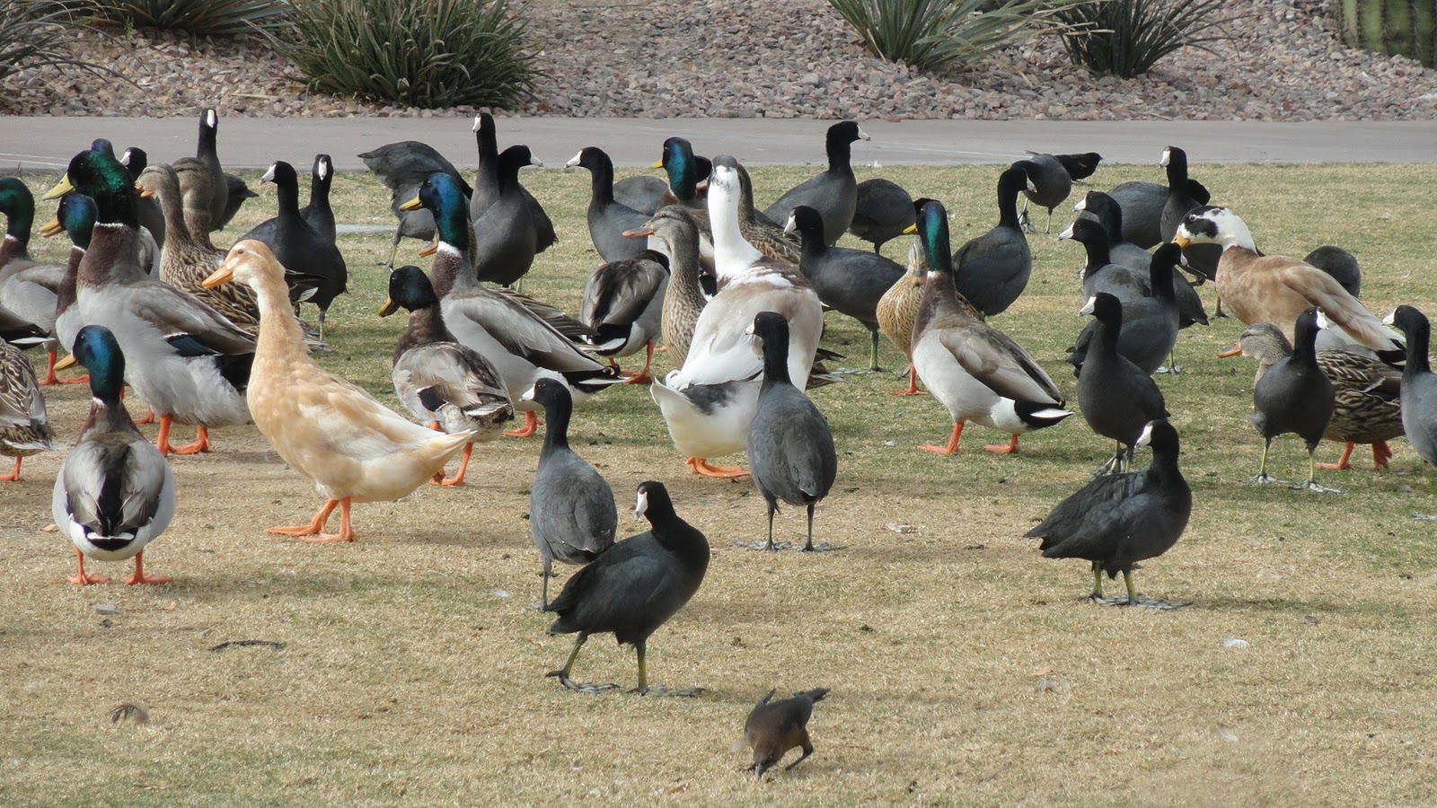 Life at the Blue Rock Ranch Fountain Hills Waterfowl