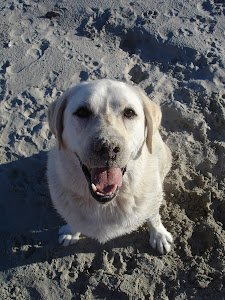 Sandy Diesel loves the beach!