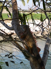 Resident Iguana