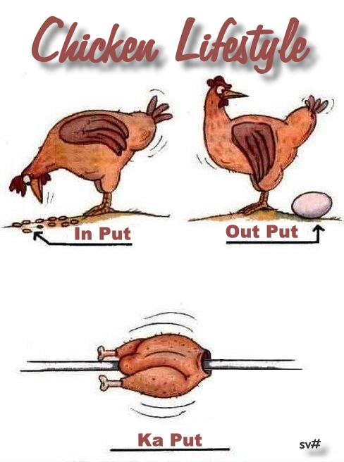 [ChickenLifeCycle2.jpg]