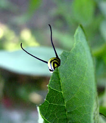Monarch butterfly caterpillar