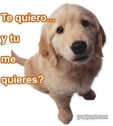 perritos imagenes perros bonitos quiero maltrato perro perrito lindos contra adopta compres ya mi folle mujer muchas te sigas mamando