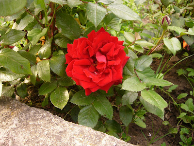 A Yambol Rose - One Of Millions In Bulgaria