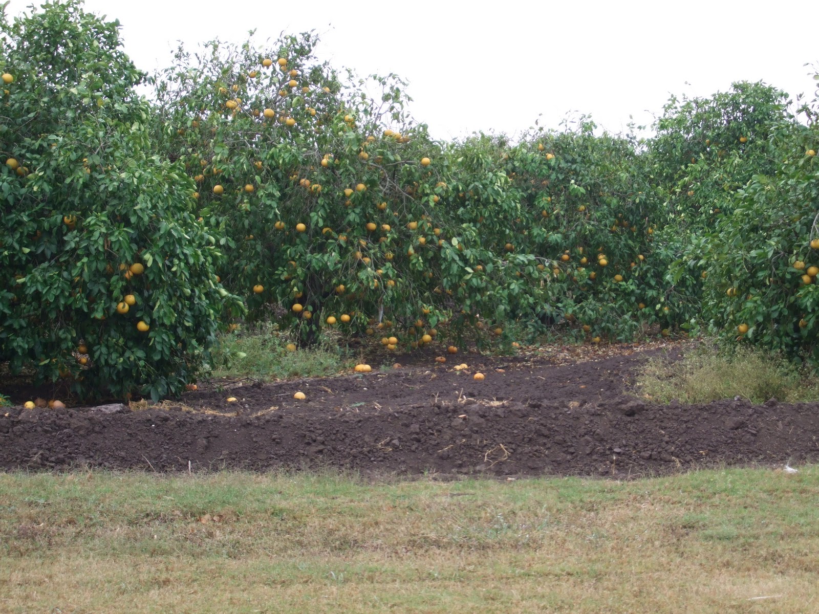 Greg's Adventures Citrus Harvest near Bayview, Texas