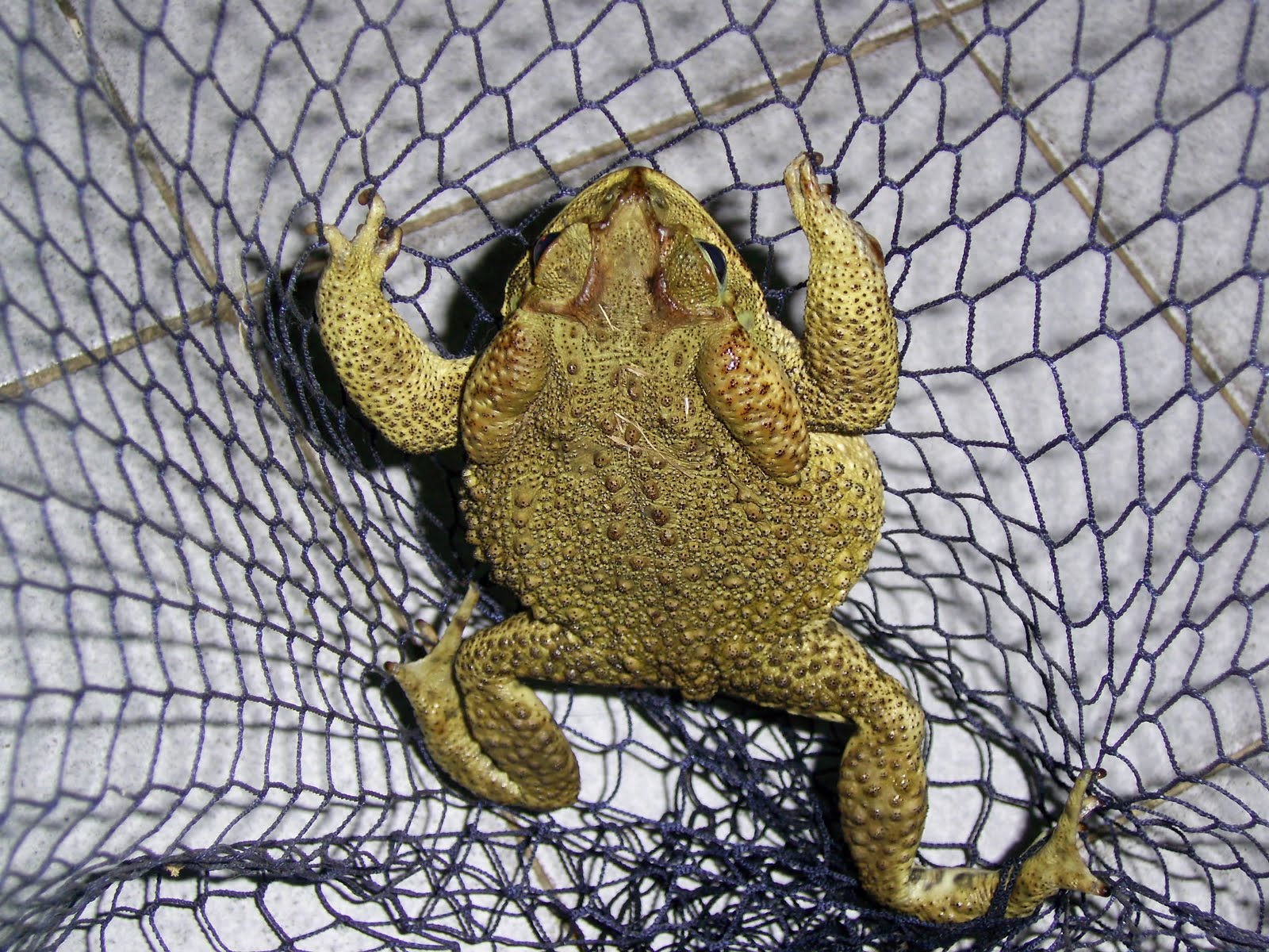 Que Estrutura Ajuda O Sapo Cururu Se Locomove