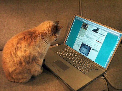 [blogging-cat.jpg]