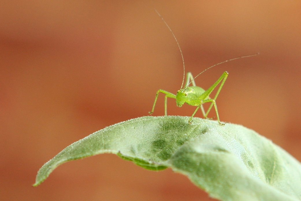 [Grasshopper02.jpg]