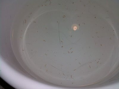 little black worms in dog water dish