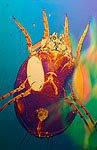 dust mite - closeup image
