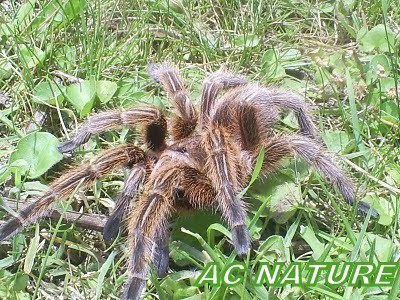 A-C NATURE: ARAÑA POLLITO