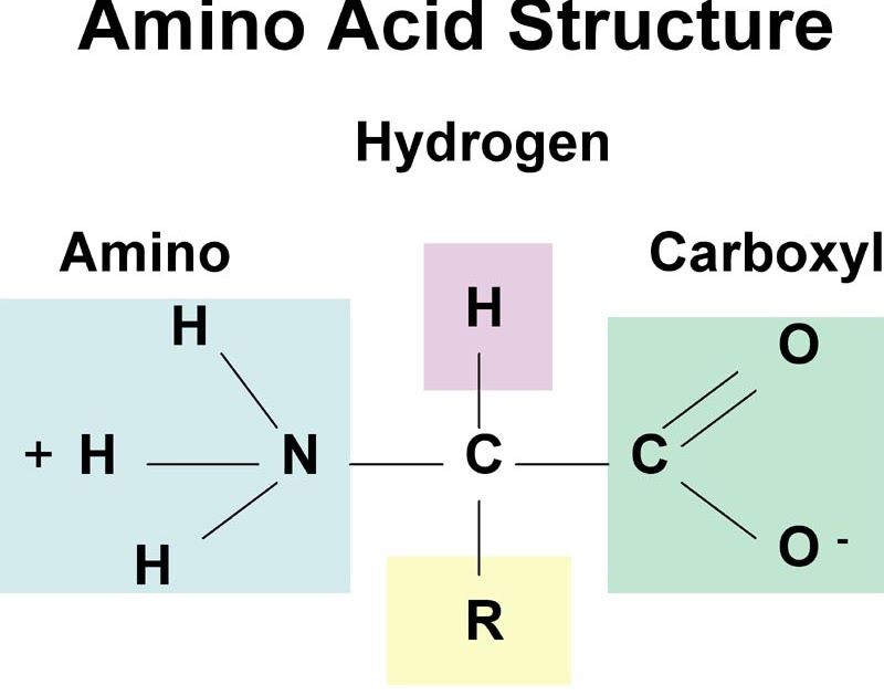 Struktur Kimia 20 Asam Amino Esensial | Indra Mahardika