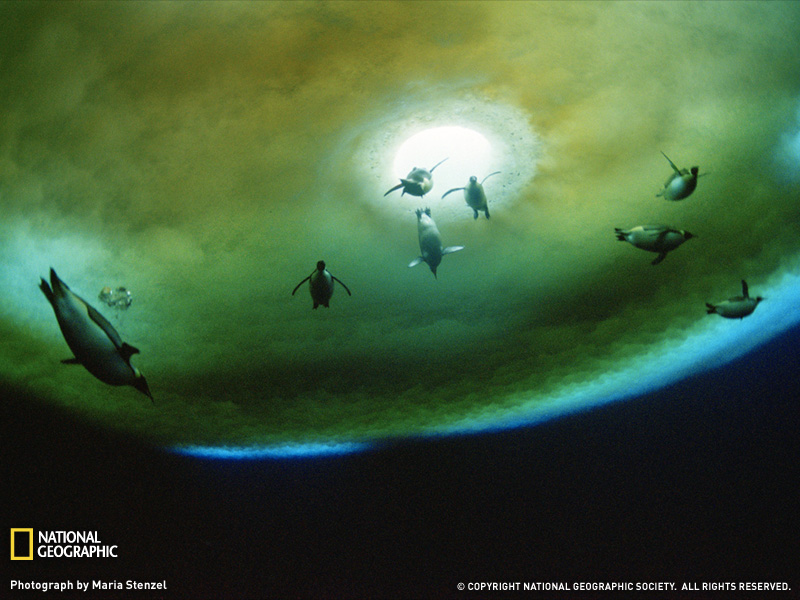 [penguins-underwater-antarctica-052709-sw.jpg]