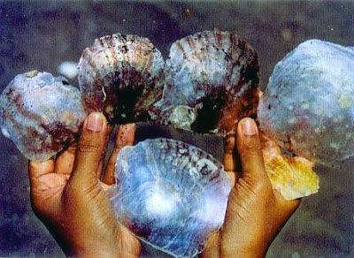 Living with Nature - School on Blog by Dr. Abercio V. Rotor: Museum ...