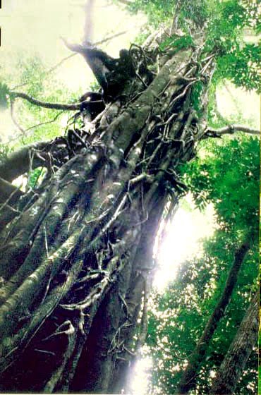 Living with Nature - School on Blog by Dr. Abercio V. Rotor: Balete ...