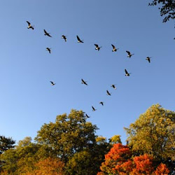 geese formation wild flying fly away why goose than legend 2009 together way glider motorized watched those know using