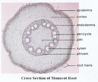 Pivot Roots iGotcha! : The Transport of Substances in Plants